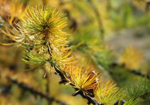 Herbstliche Lärchen auf der Moosalp
