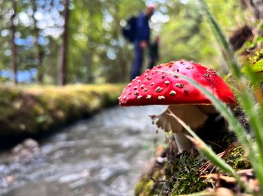 Fliegenpilz an einer Suone
