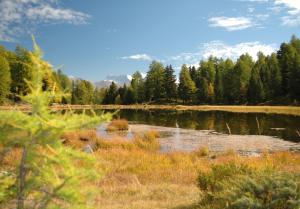 Breitmattensee Moosalp, ein  Moorsee mit Libellenparadies